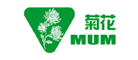 菊花怎么样